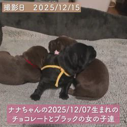 河野修平ブリーダーのブログ：ナナちゃんの赤ちゃんがスクスク成長しています