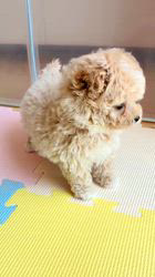 村上利奈ブリーダーのブログ：⭐︎まるぷーくん⭐︎
