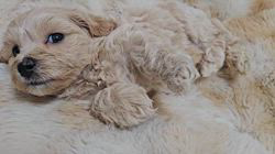 トイプードル❤️クリスマス特別価格❤️　　　　　　　　　　　　お迎え決まりました トイプードル❤️クリスマス特別価格❤️ お迎え決まりました