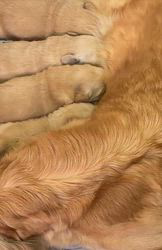 田中実ブリーダーのブログ：JKCチャンピオン直子