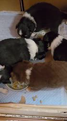 矢野洋子ブリーダーのブログ：離乳食開始しました！