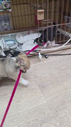 矢野洋子ブリーダーのブログ：リボン大好き仔犬達