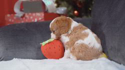 江口淳也ブリーダーのブログ：キャバリアもちもち動画