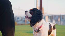 江口淳也ブリーダーのブログ：おもちゃを持ってこないキャバリア