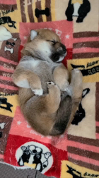 福田政義ブリーダーのブログ：こっちまで眠たくなります💤
