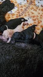 池田絵里香ブリーダーのブログ：マリモBaby's生後2日目