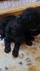 池田絵里香ブリーダーのブログ：生後16日目マリモっ子🐩