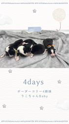 安藤一生ブリーダーのブログ：ボーダーコリー4姉妹🐶りこちゃんBaby