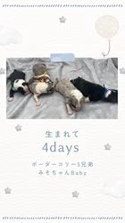 安藤一生ブリーダーのブログ：ボーダーコリー🐾ブルーマールも生まれてます