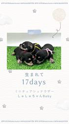 安藤一生ブリーダーのブログ：mシュナシュナウザー🐶生後１７日