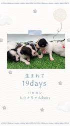 安藤一生ブリーダーのブログ：パピヨン6兄妹🐾生後１９日