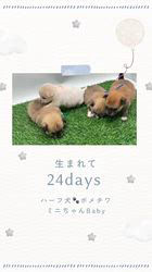 安藤一生ブリーダーのブログ：チワポメ4きょうだい🐾生後24日