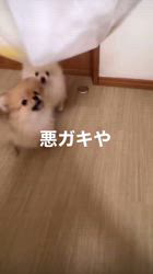 山田雄成ブリーダーのブログ：ポメラニアン
