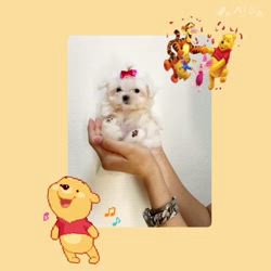 山田雄成ブリーダーのブログ：ココミちゃん