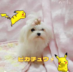 山田雄成ブリーダーのブログ：ピカチュウ