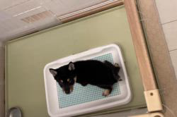 新澤龍一ブリーダーのブログ：トイレが得意な子犬