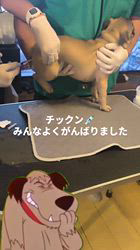 中村朋宏ブリーダーのブログ：パピコみんなチックン💉がんばりましたぁ