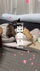 中村朋宏ブリーダーのブログ：埼玉犬『とんぼ』ちゃん卒業