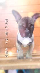 中村朋宏ブリーダーのブログ：みたらし三兄弟…5ヶ月を迎えました