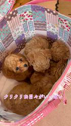 楠原薫ブリーダーのブログ：みんなクリクリお目々で可愛い💖