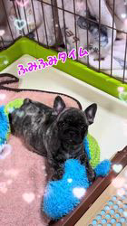 松本彩ブリーダーのブログ：フレブルパピー君🐶💖