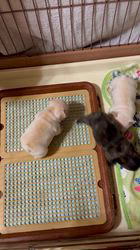 松本彩ブリーダーのブログ：深夜の運動会が始まりました😅🐶🎵
