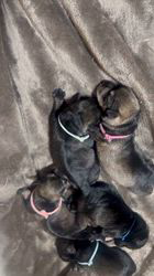 山口京香ブリーダーのブログ:🐾激かわミニチュアシュナウザーBABYs🎀